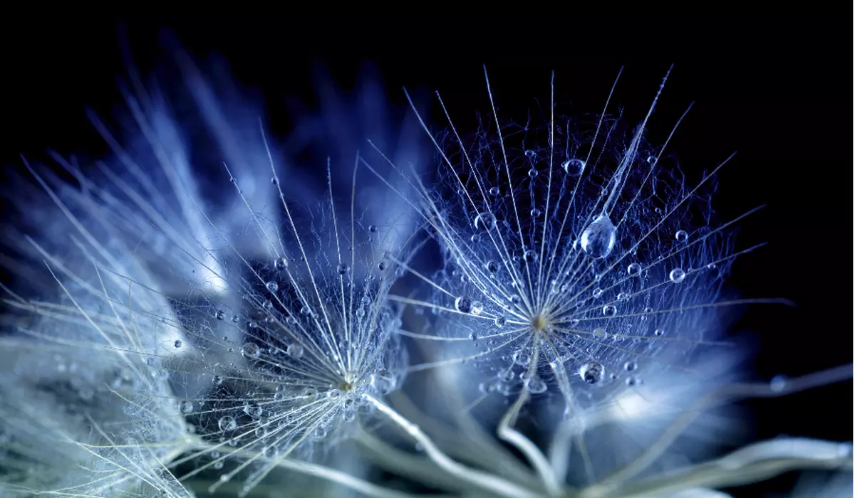 Dandelions in the Dark