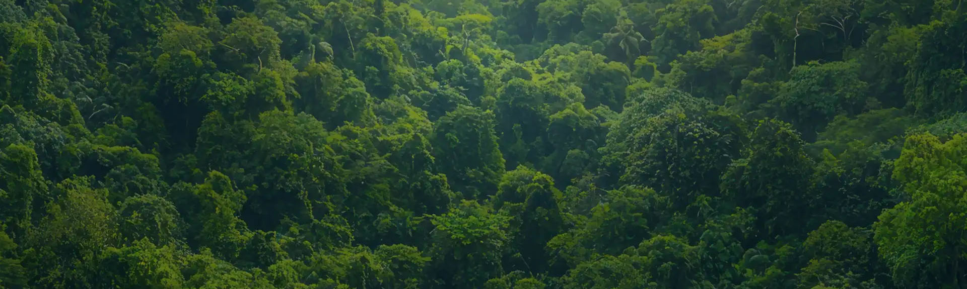 Becoming carbon negative by 2050