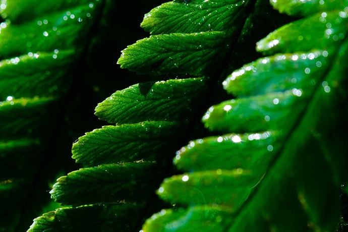 green leaves