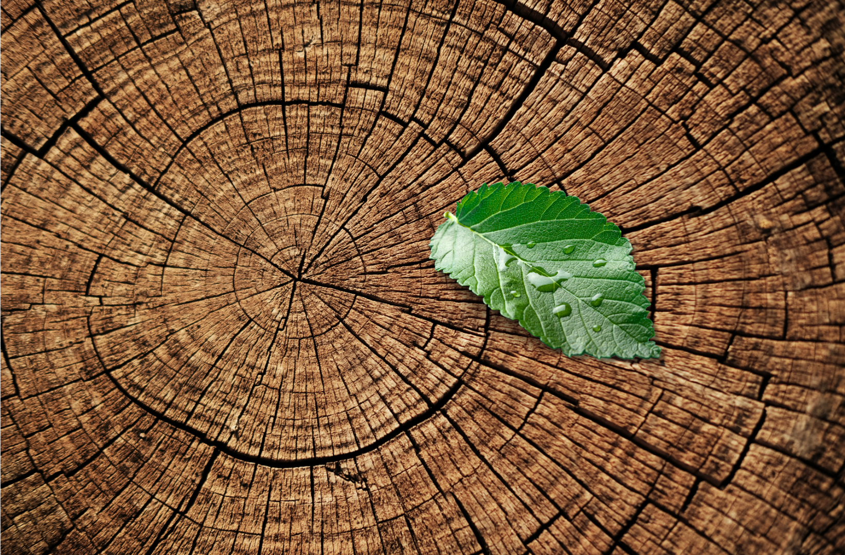 Tree Stump with leaf