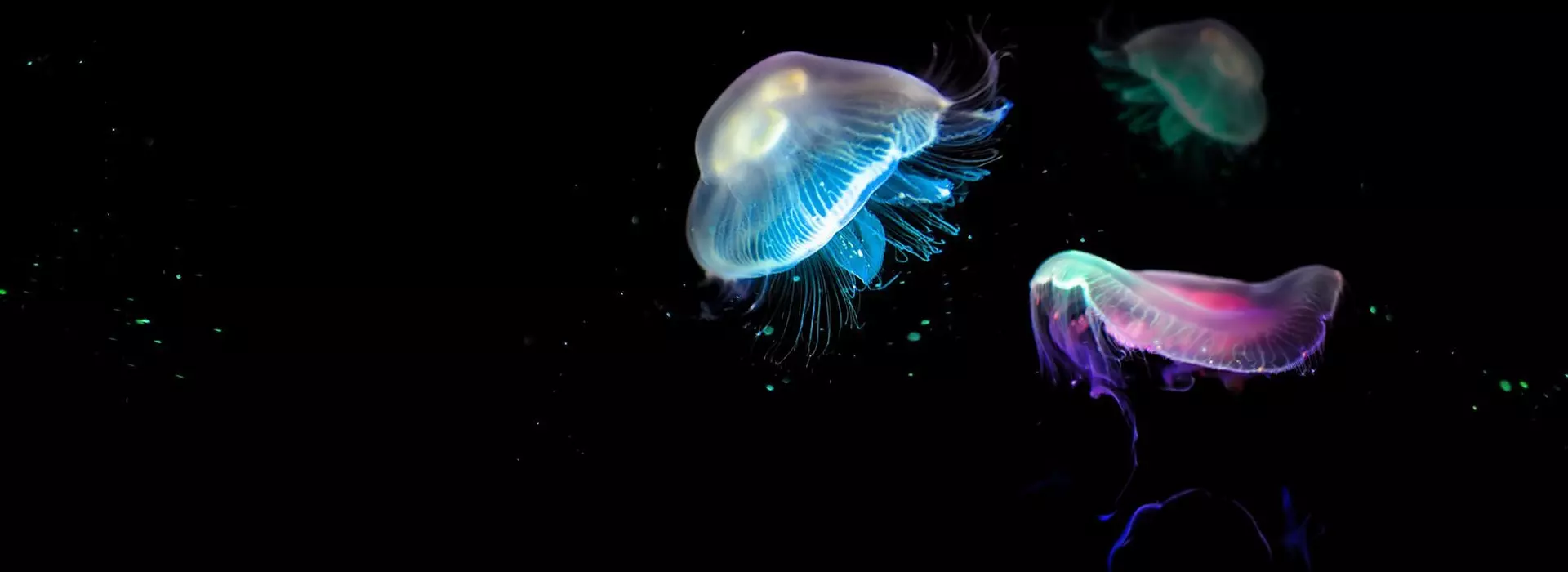 jellyfish