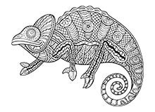 Chameleon