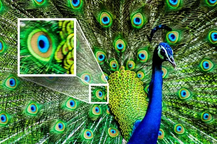 peacock